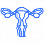 uterus (1)